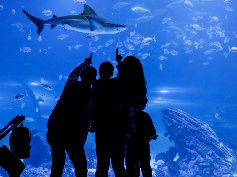 Atlantis Aquarium Madrid